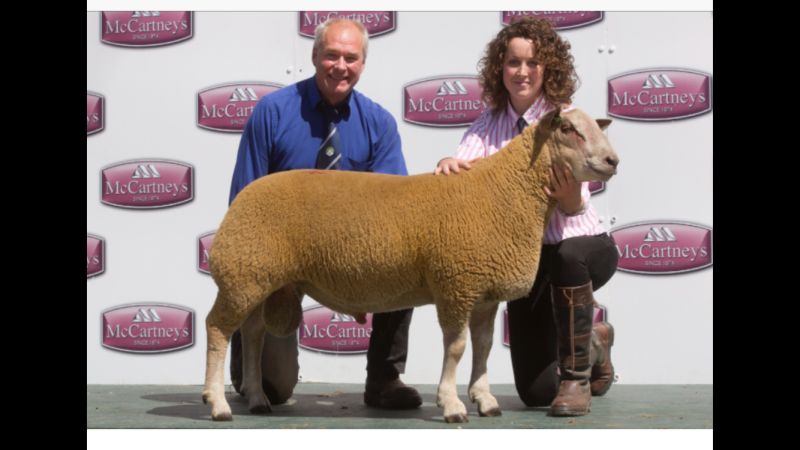 Lot No. 174 - 17XXJ376 Knockin Shockin ARR/ARR Lot No. 174 - 17XXJ376 Knockin Shockin ARR/ARR